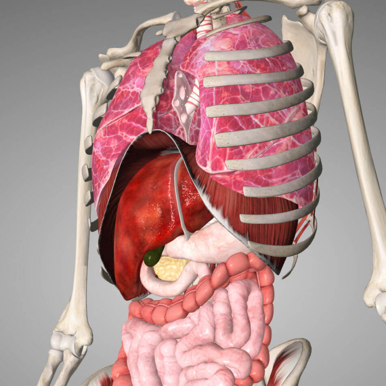 lungs digestive - Samahita Retreat